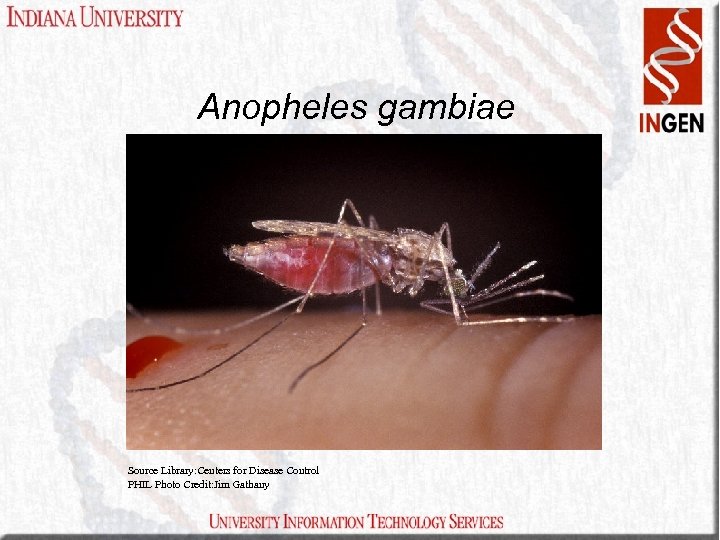 Anopheles gambiae • From www. sciencemag. org/feature/data/mosquito/mtm/index. html Source Library: Centers for Disease Control