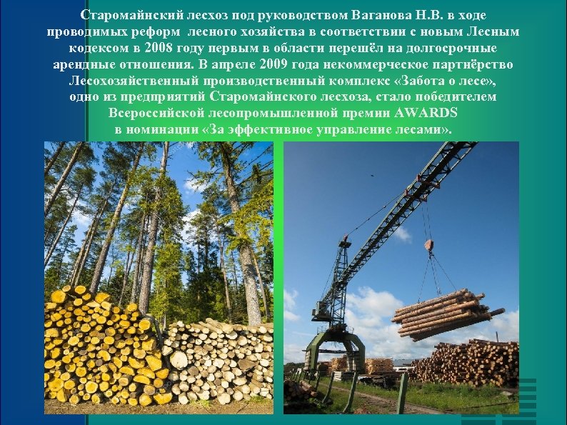 Старомайнский лесхоз под руководством Ваганова Н. В. в ходе проводимых реформ лесного хозяйства в
