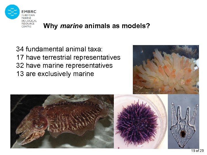 Why marine animals as models? 34 fundamental animal taxa: 17 have terrestrial representatives 32