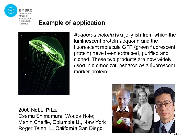 Example of application Aequorea victoria is a jellyfish from which the luminescent protein aequorin