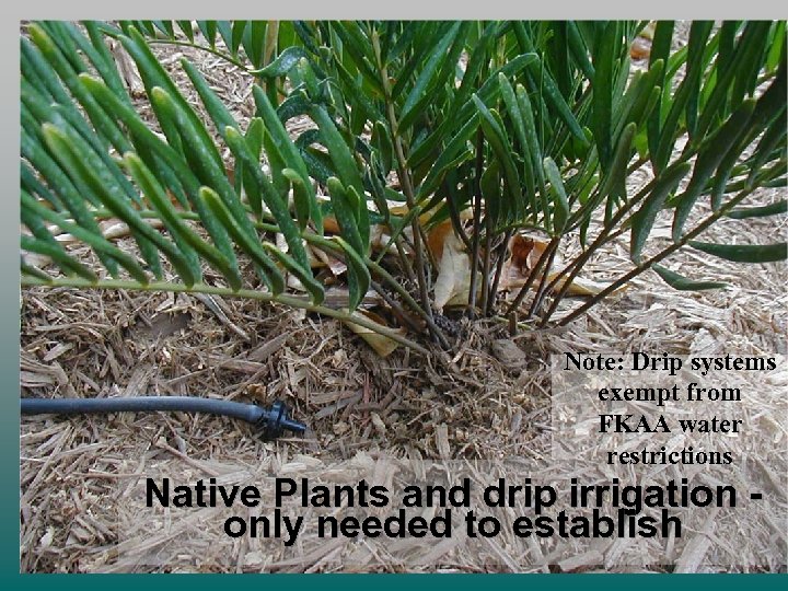 Note: Drip systems exempt from FKAA water restrictions Native Plants and drip irrigation only