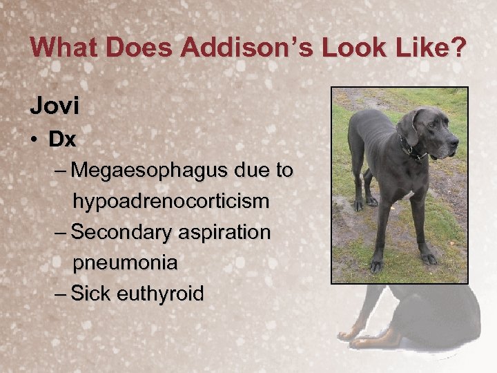 What Does Addison’s Look Like? Jovi • Dx – Megaesophagus due to hypoadrenocorticism –