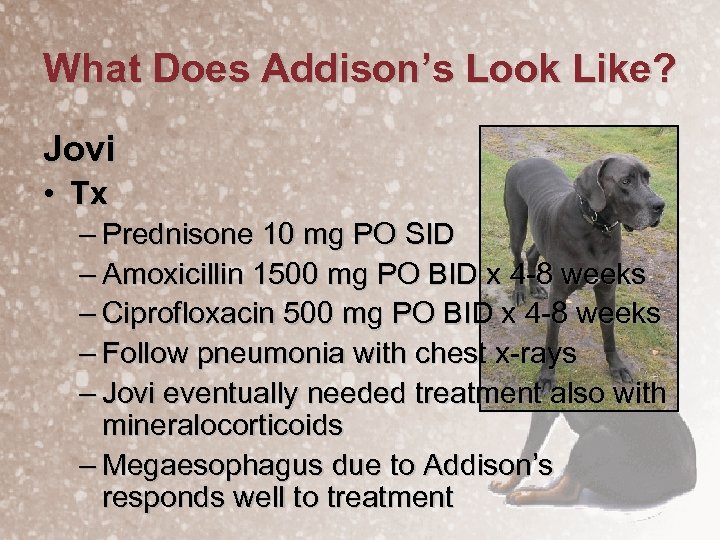What Does Addison’s Look Like? Jovi • Tx – Prednisone 10 mg PO SID