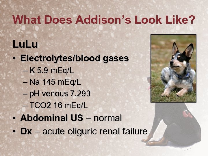 What Does Addison’s Look Like? Lu. Lu • Electrolytes/blood gases – K 5. 9