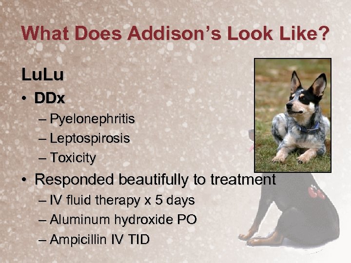 What Does Addison’s Look Like? Lu. Lu • DDx – Pyelonephritis – Leptospirosis –
