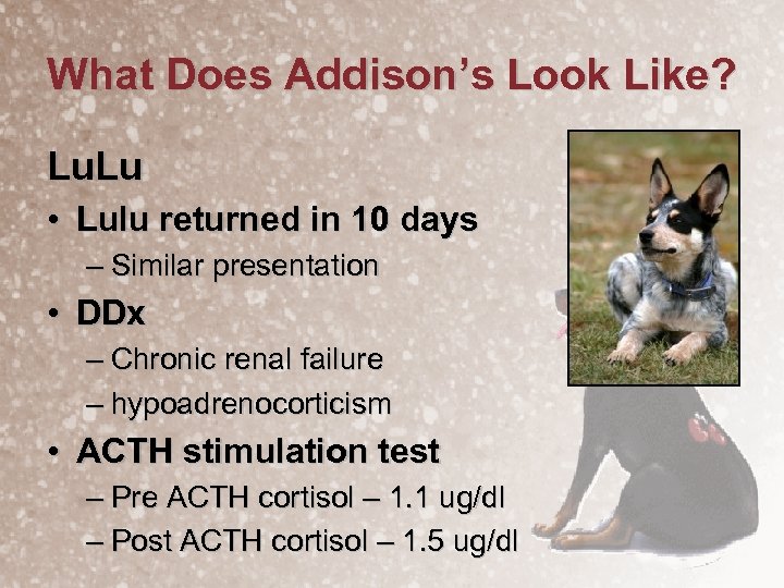 What Does Addison’s Look Like? Lu. Lu • Lulu returned in 10 days –