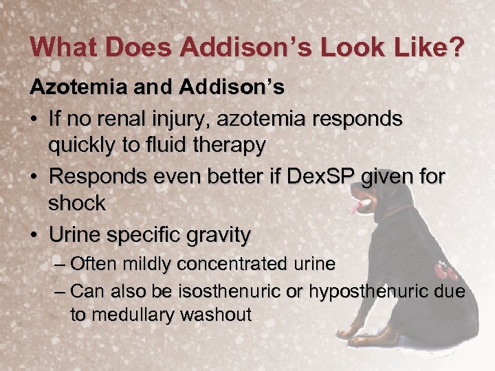 What Does Addison’s Look Like? Azotemia and Addison’s • If no renal injury, azotemia