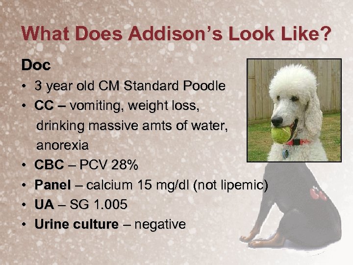 What Does Addison’s Look Like? Doc • 3 year old CM Standard Poodle •