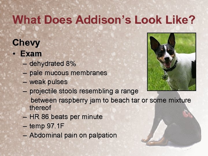 What Does Addison’s Look Like? Chevy • Exam – – – – dehydrated 8%