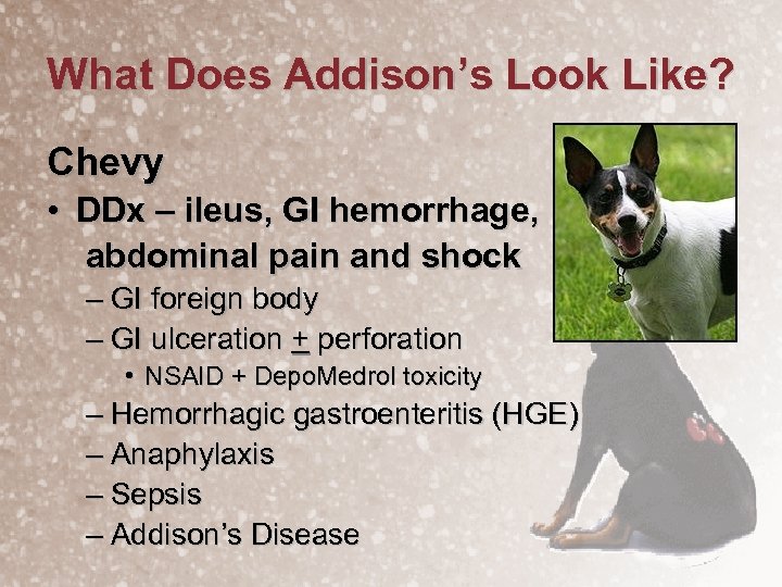 What Does Addison’s Look Like? Chevy • DDx – ileus, GI hemorrhage, abdominal pain
