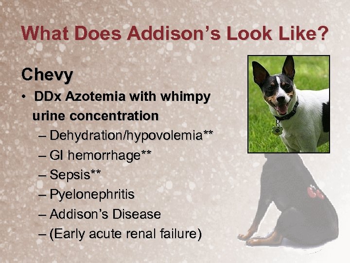 What Does Addison’s Look Like? Chevy • DDx Azotemia with whimpy urine concentration –