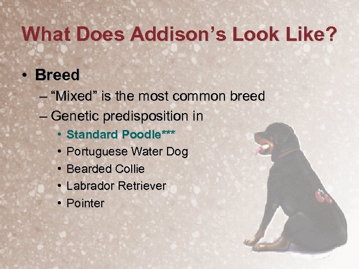 What Does Addison’s Look Like? • Breed – “Mixed” is the most common breed