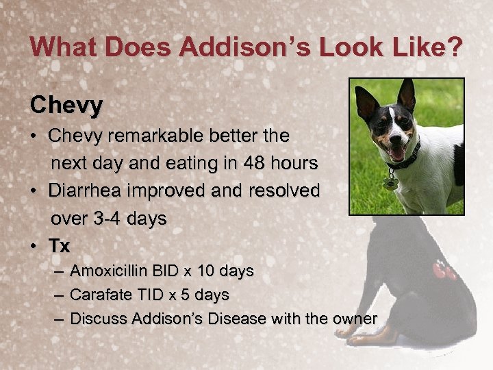 What Does Addison’s Look Like? Chevy • Chevy remarkable better the next day and
