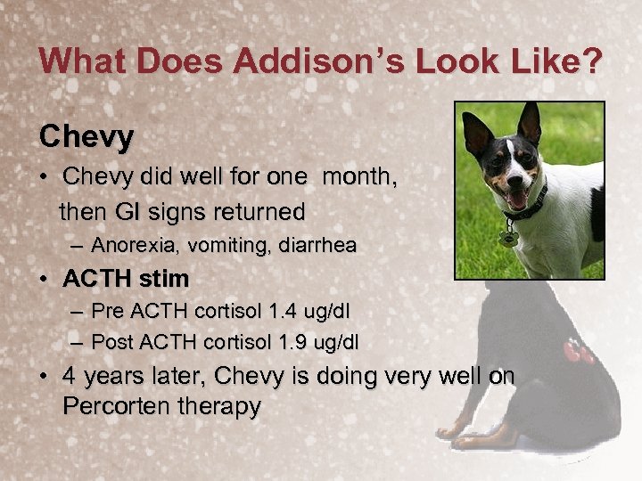 What Does Addison’s Look Like? Chevy • Chevy did well for one month, then