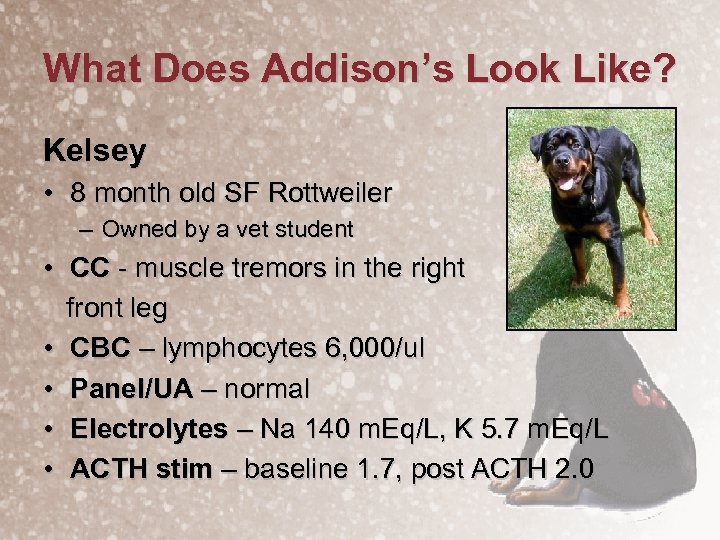 What Does Addison’s Look Like? Kelsey • 8 month old SF Rottweiler – Owned
