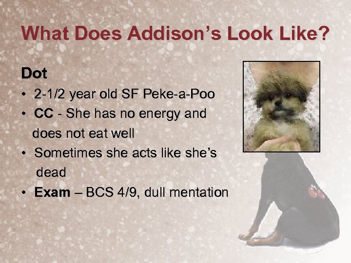 What Does Addison’s Look Like? Dot • 2 -1/2 year old SF Peke-a-Poo •