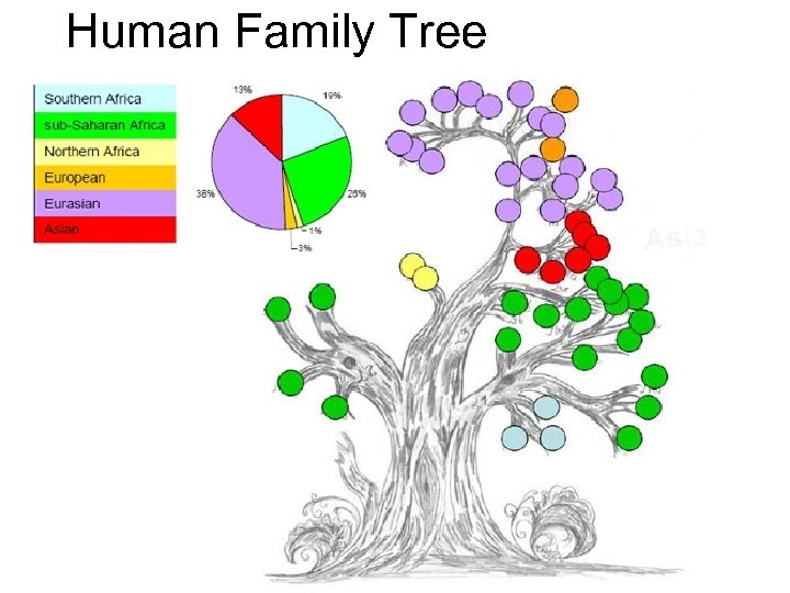 Human Family Tree 