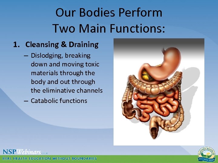 Our Bodies Perform Two Main Functions: 1. Cleansing & Draining – Dislodging, breaking down
