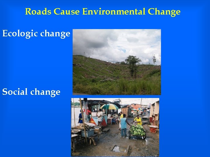 Roads Cause Environmental Change Ecologic change Social change 