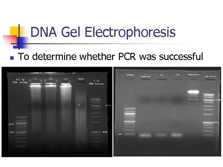 DNA Gel Electrophoresis n To determine whether PCR was successful 