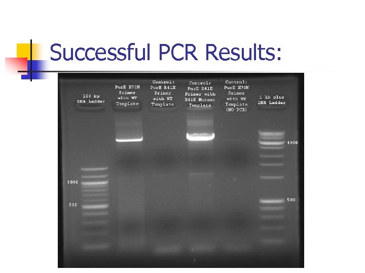 Successful PCR Results: 