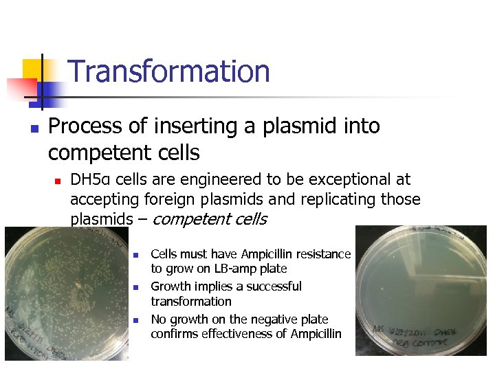 Transformation n Process of inserting a plasmid into competent cells n DH 5α cells