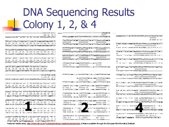 DNA Sequencing Results Colony 1, 2, & 4 1 2 Analyzed results using: http: