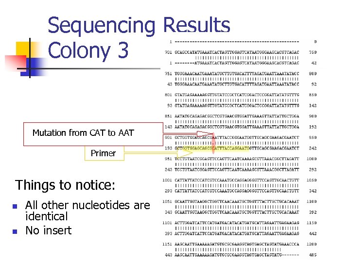 Sequencing Results Colony 3 Mutation from CAT to AAT Primer Things to notice: n
