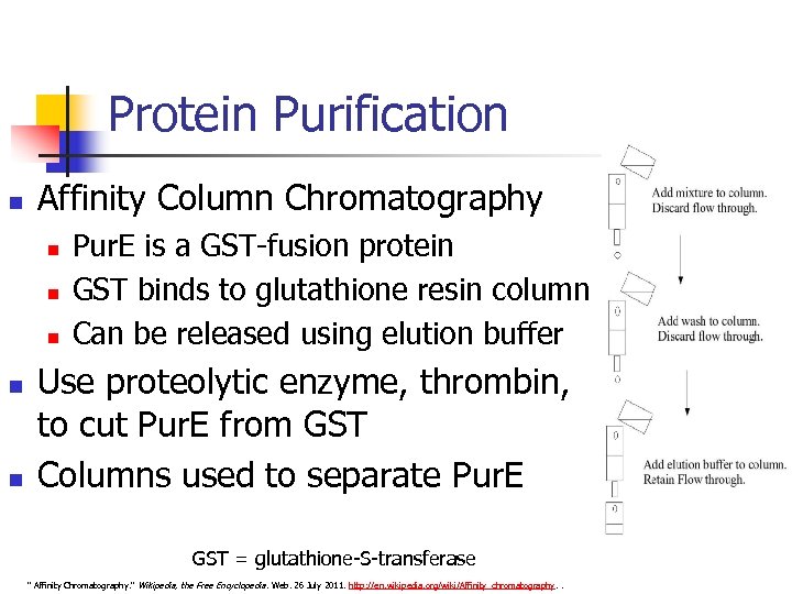 Protein Purification n Affinity Column Chromatography n n n Pur. E is a GST-fusion