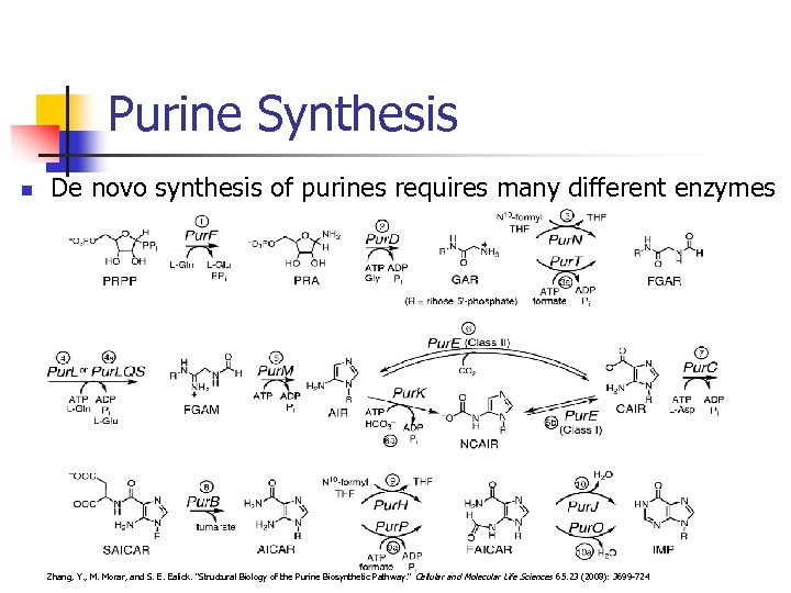 Purine Synthesis n De novo synthesis of purines requires many different enzymes Zhang, Y.