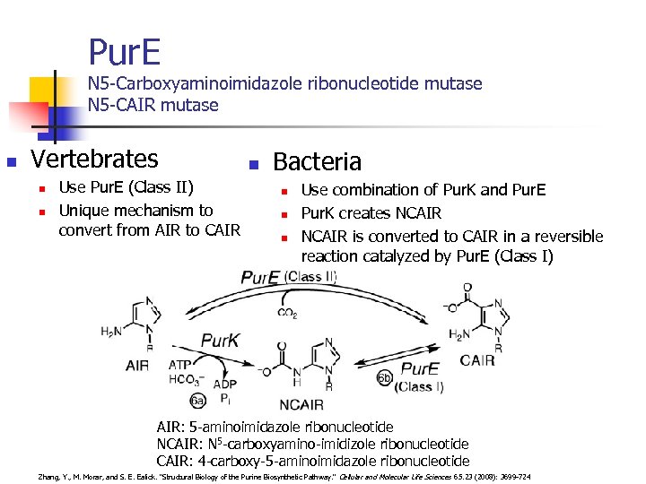 Pur. E N 5 -Carboxyaminoimidazole ribonucleotide mutase N 5 -CAIR mutase n Vertebrates n
