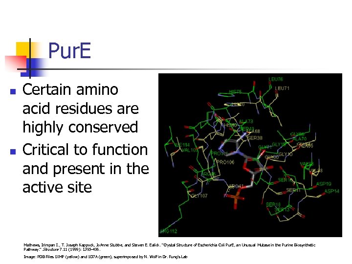 Pur. E n n Certain amino acid residues are highly conserved Critical to function