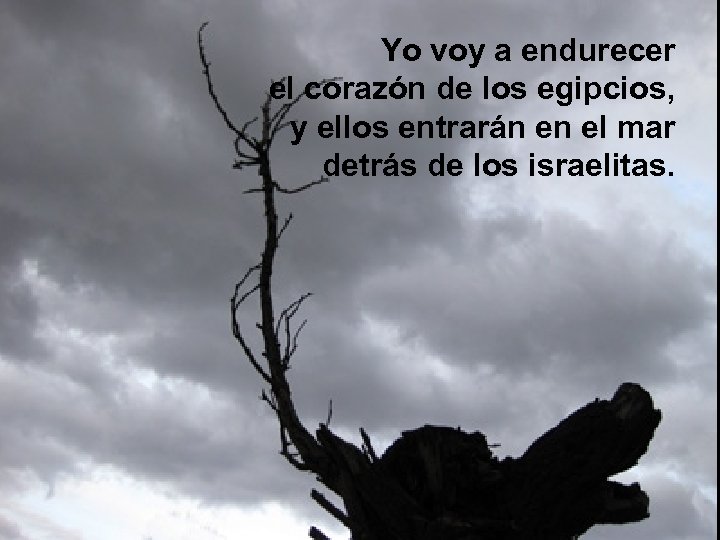 Yo voy a endurecer el corazón de los egipcios, y ellos entrarán en el