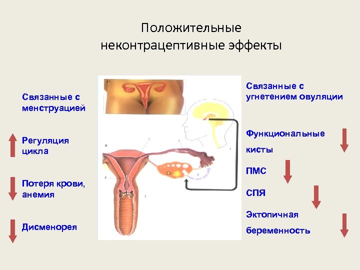 Положительные неконтрацептивные эффекты Связанные с менструацией Регуляция цикла Связанные с угнетением овуляции Функциональные кисты