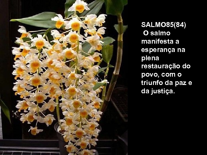 85(84); SALMO 85(84)); O salmo manifesta a esperança na plena restauração do povo, com