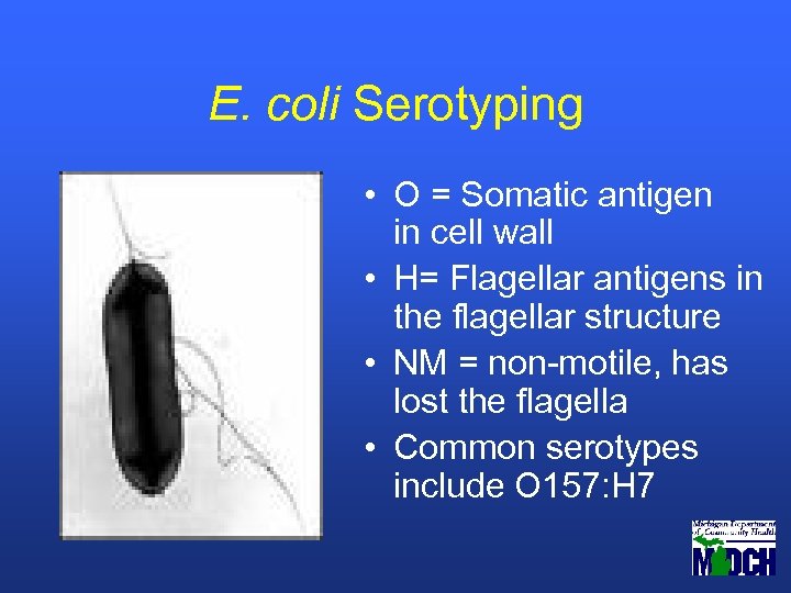E. coli Serotyping • O = Somatic antigen in cell wall • H= Flagellar