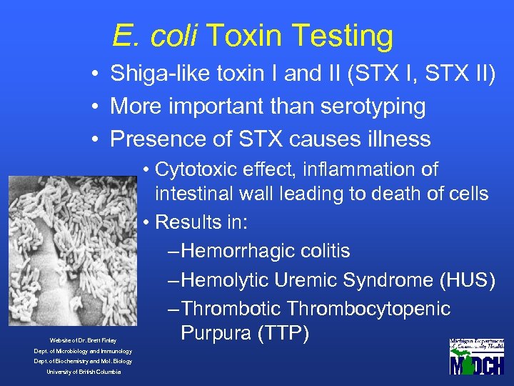 E. coli Toxin Testing • Shiga-like toxin I and II (STX I, STX II)