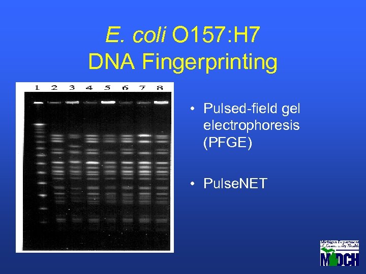 E. coli O 157: H 7 DNA Fingerprinting • Pulsed-field gel electrophoresis (PFGE) •