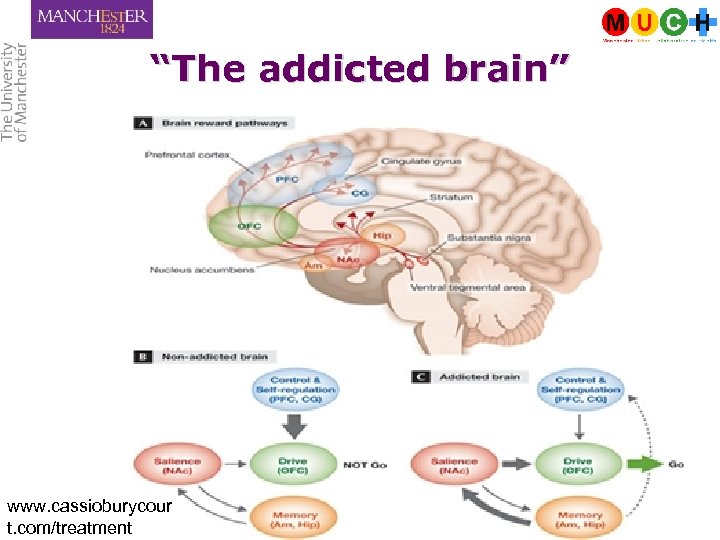 “The addicted brain” www. cassioburycour t. com/treatment 