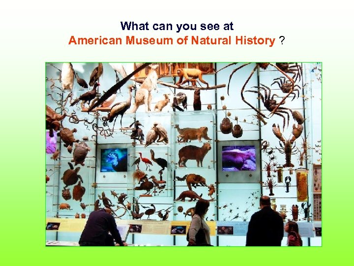 What can you see at American Museum of Natural History ? 