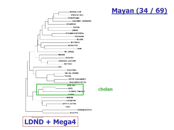 Mayan (34 / 69) cholan LDND + Mega 4 