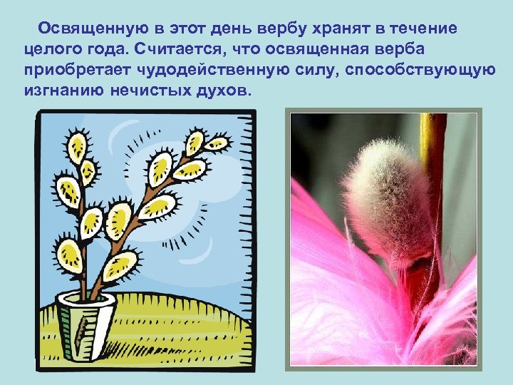  Освященную в этот день вербу хранят в течение целого года. Считается, что освященная