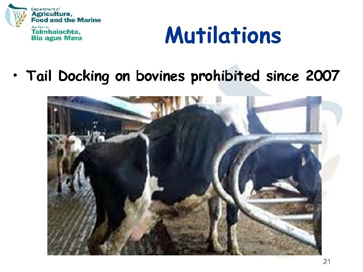 Mutilations • Tail Docking on bovines prohibited since 2007 21 