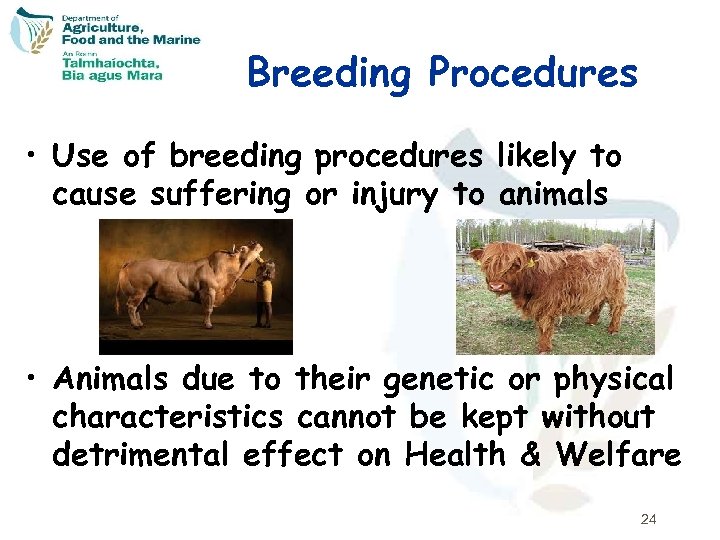 Breeding Procedures • Use of breeding procedures likely to cause suffering or injury to