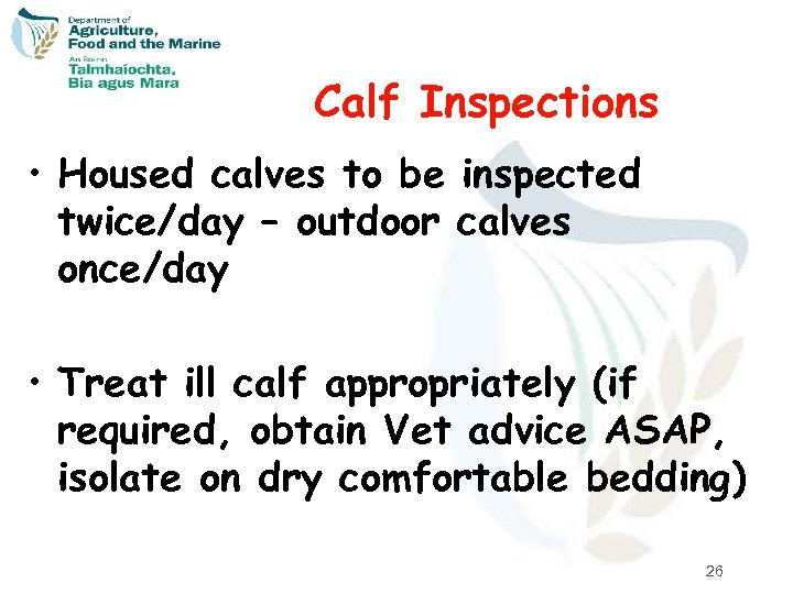 Calf Inspections • Housed calves to be inspected twice/day – outdoor calves once/day •