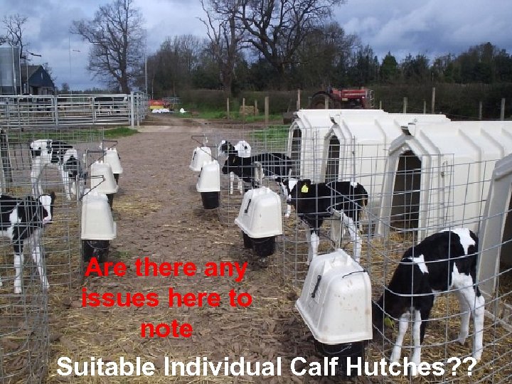 Are there any issues here to note Suitable Individual Calf Hutches? ? 28 