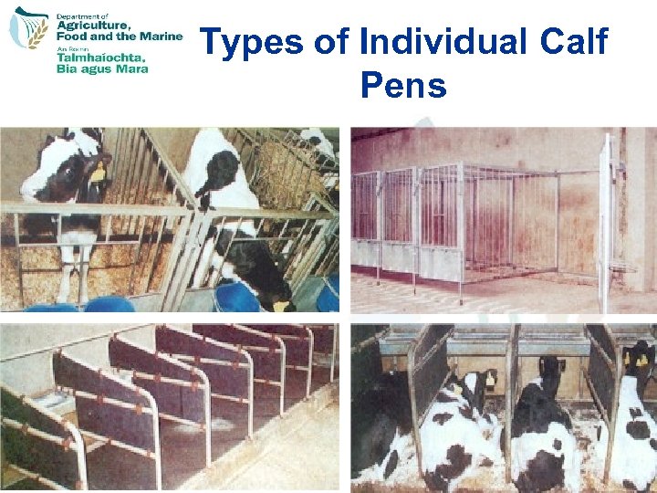 Types of Individual Calf Pens 30 