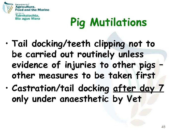 Pig Mutilations • Tail docking/teeth clipping not to be carried out routinely unless evidence