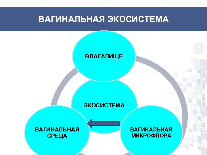 ВАГИНАЛЬНАЯ ЭКОСИСТЕМА ВЛАГАЛИЩЕ ЭКОСИСТЕМА ВАГИНАЛЬНАЯ СРЕДА ВАГИНАЛЬНАЯ МИКРОФЛОРА 