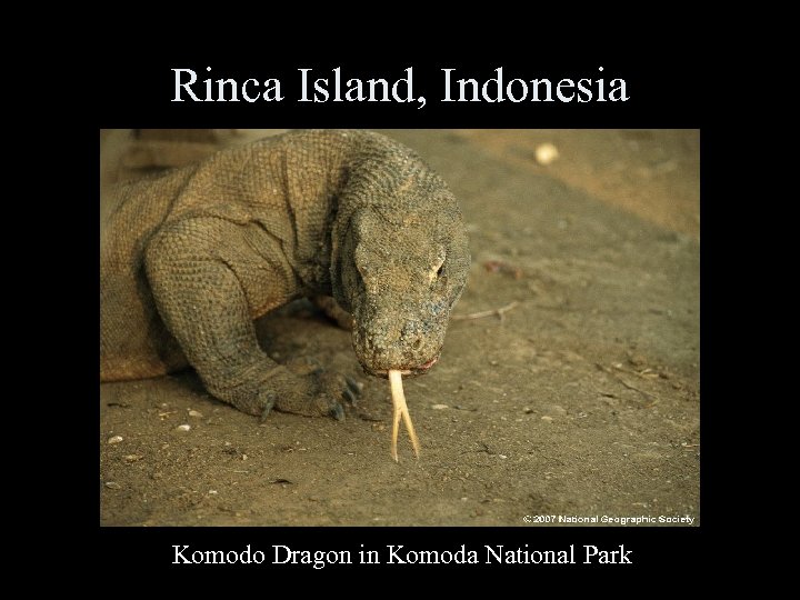 Rinca Island, Indonesia Komodo Dragon in Komoda National Park 